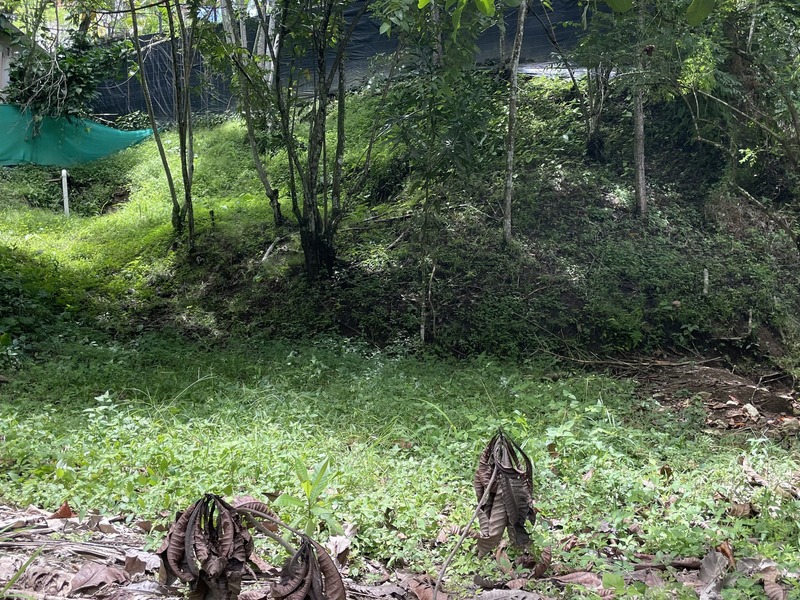 Land For Sale in Santa Teresa Costa Rica